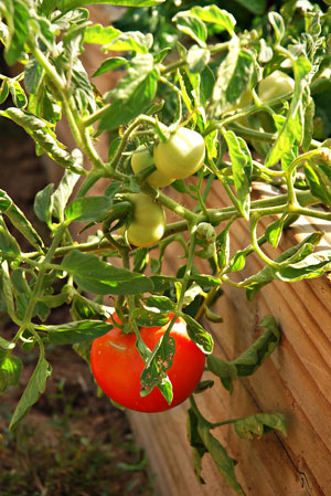 tomaten-anbauen