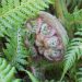 Baumfarn, Dicksonia antarctica – Aufzucht, Vermehrung und Überwinterung