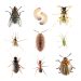 Insekten im Garten – Nützlinge und Schädlinge
