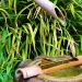 bambus-wasser